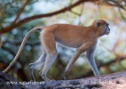 Patas Monkey