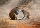 Patas Monkey