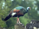 Pavo ocelado, Guajolote ocelado