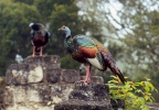 Pavo ocelado, Guajolote ocelado