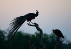 Pavo real común