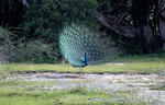 Pavo real común