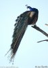 Pavo real común