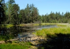 Peat bog Cervene blato