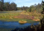 Peat bog Cervene blato