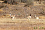 Persian Gazelle