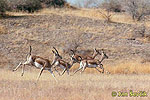 Persian Gazelle