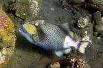 Pesce balestra titano