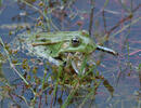 Petite grenouille verte