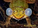 Petite grenouille verte