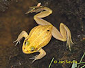 Petite grenouille verte