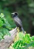 Phalacrocorax niger