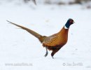 Pheasant