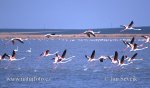Phoenicopterus roseus