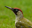 Picus viridis