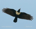 Pied Crow