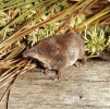 Pigmy Shrew