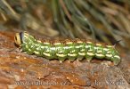 Pine Hawkmoth