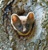 Pine Marten