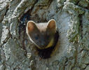 Pine Marten