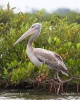 Pink-backed Pelican