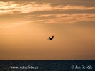 Pink-backed Pelican