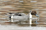 Pintail