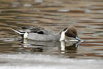 Pintail