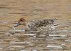 Pintail