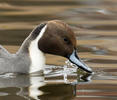 Pintail