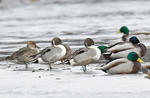 Pintail