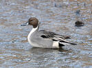 Pintail