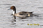 Pintail