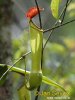 Pitcher plant