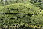 Plantation of Tea