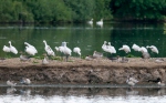 Platalea leucorodia