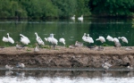 Platalea leucorodia