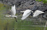 Platalea leucorodia