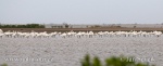 Platalea leucorodia