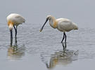 Platalea leucorodia