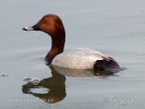 Pochard