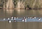 Pochard