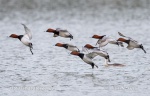 Pochard