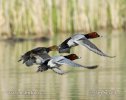 Pochard