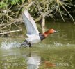 Pochard