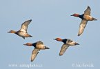 Pochard