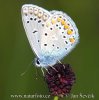 Polyommatus icarus