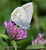 Polyommatus icarus