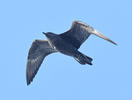 Pomarine Skua