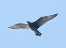 Pomarine Skua